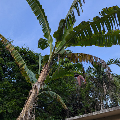 51-backyard-bananas.jpg